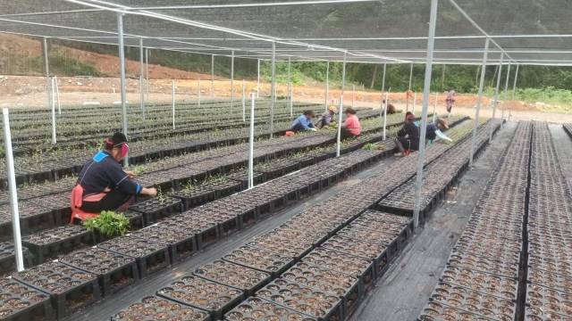 山野“小辛香”如何迈向“大市场”开元棋牌一颗山苍子的新生：粤北(图3)